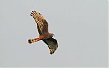 Long-winged Harrier